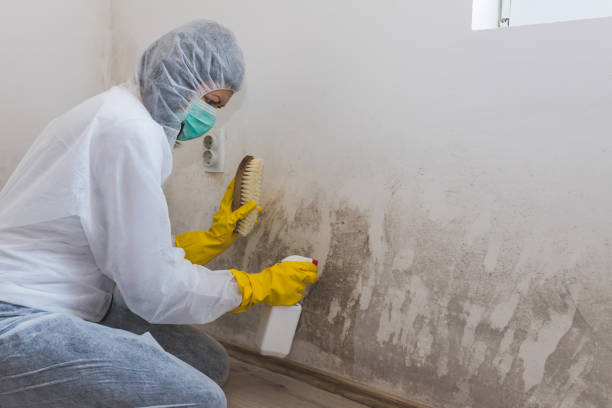 Best Mold Removal Process  in San Manuel, AZ