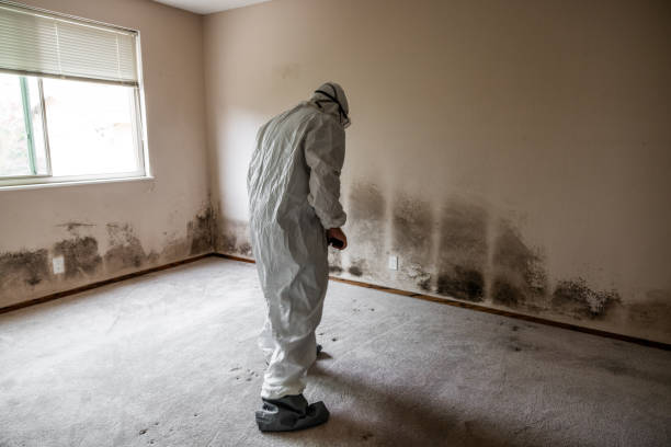 Office Mold Removal Services in San Manuel, AZ